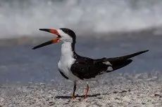Black skimmer