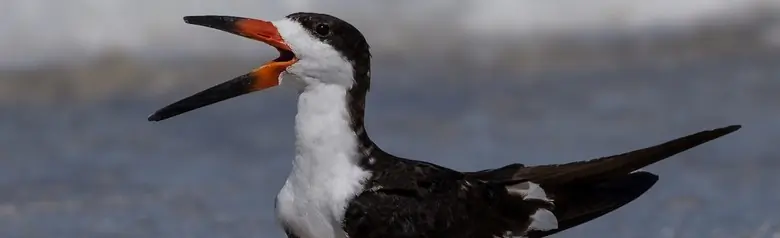 Black skimmer