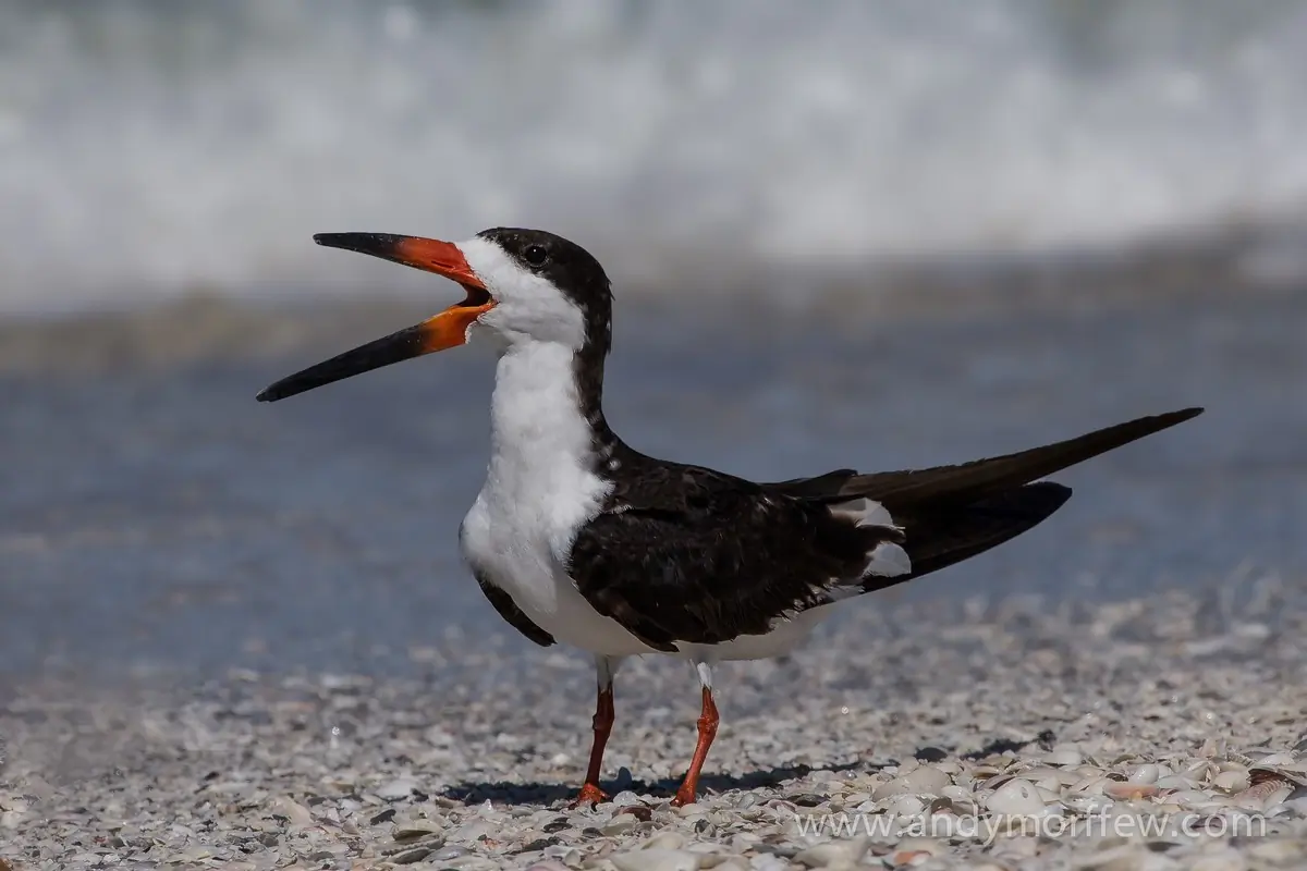 Black skimmer