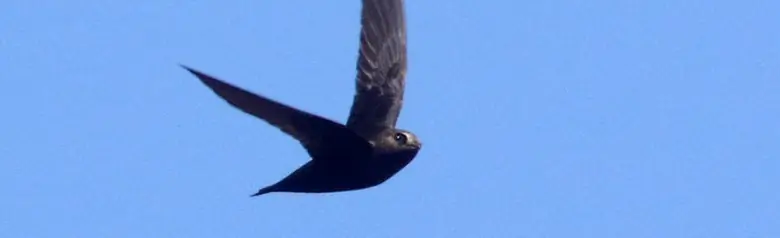 Black swift