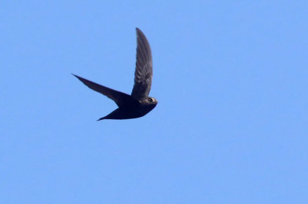 Black swift