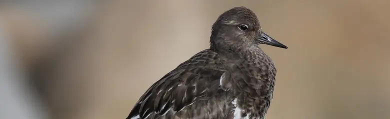 Black turnstone