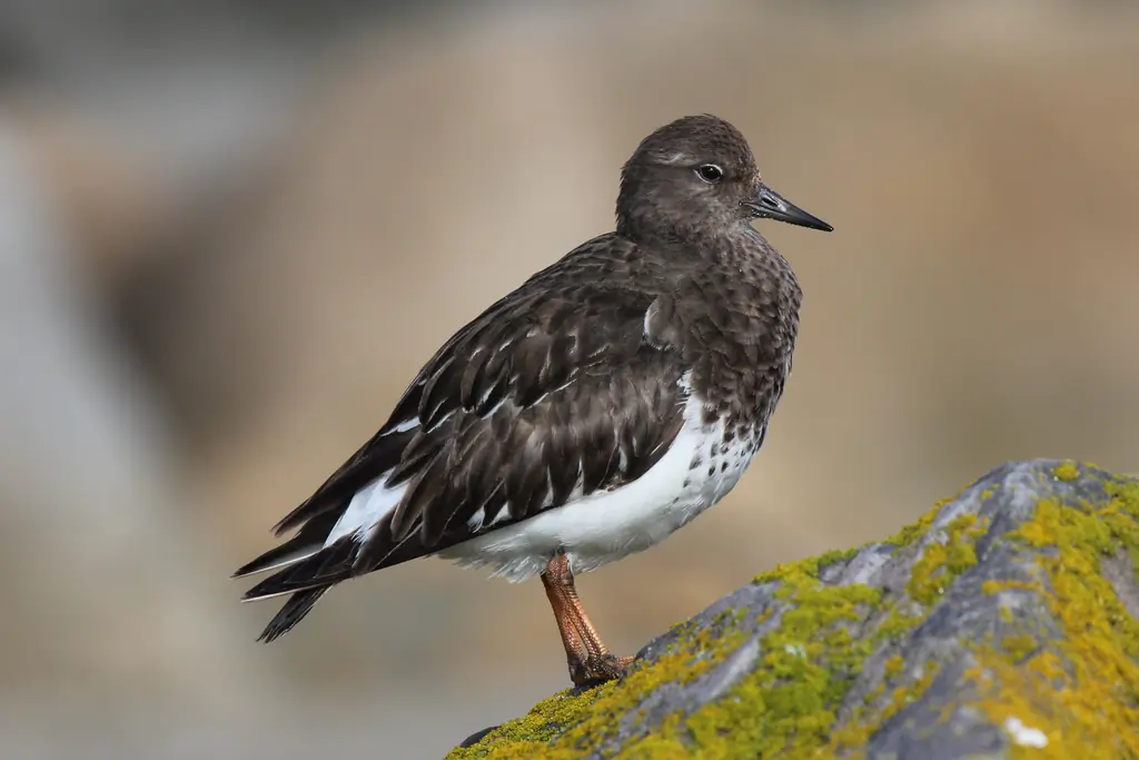 Black turnstone