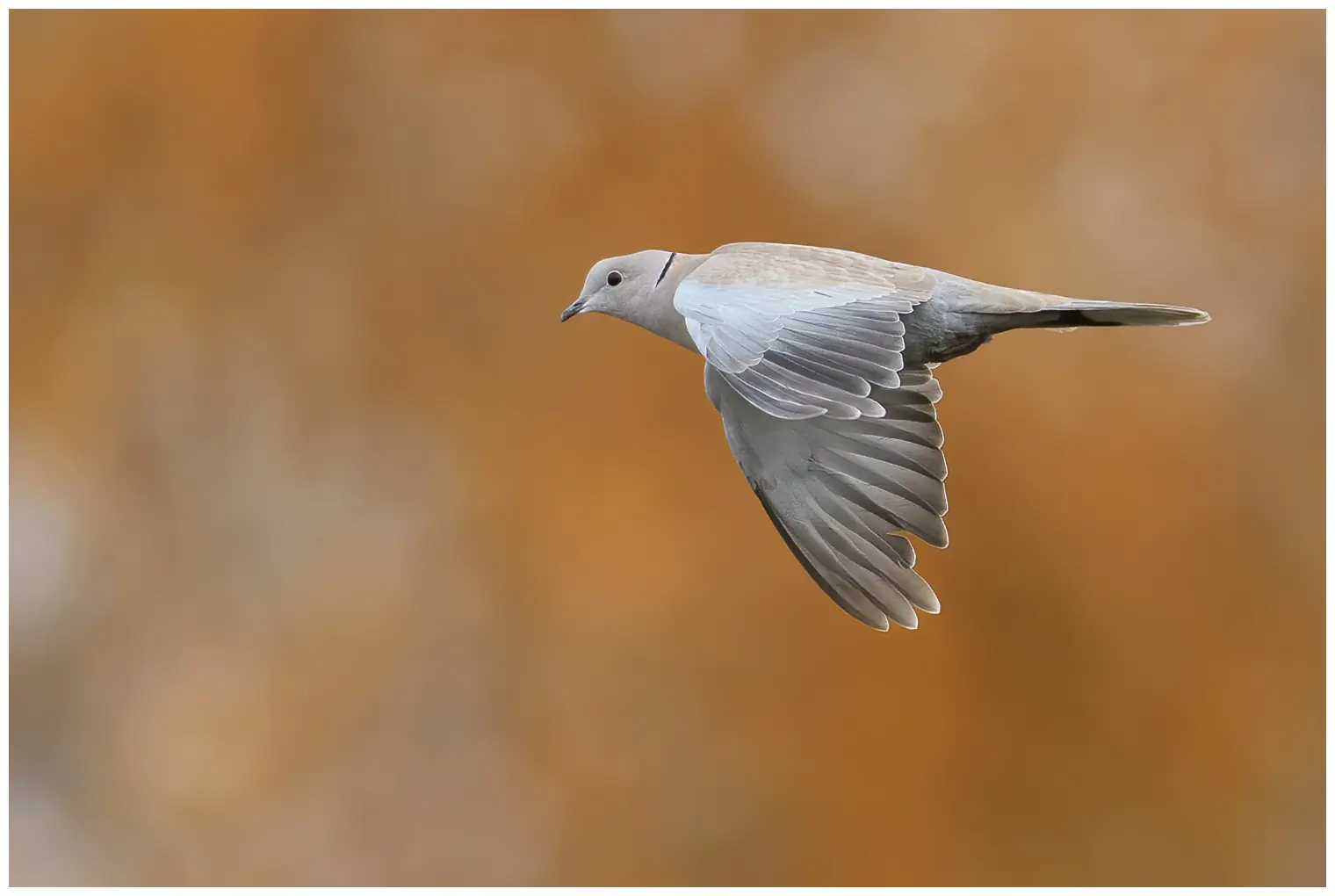 Eurasian collared dove