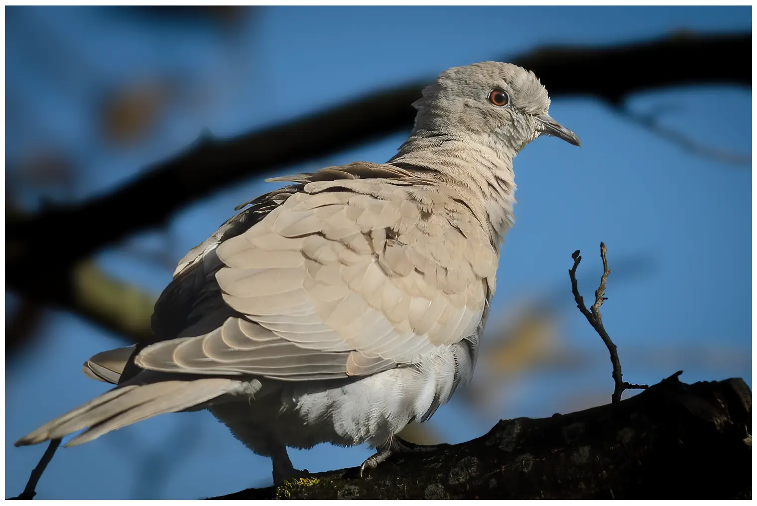 Eurasian collared dove