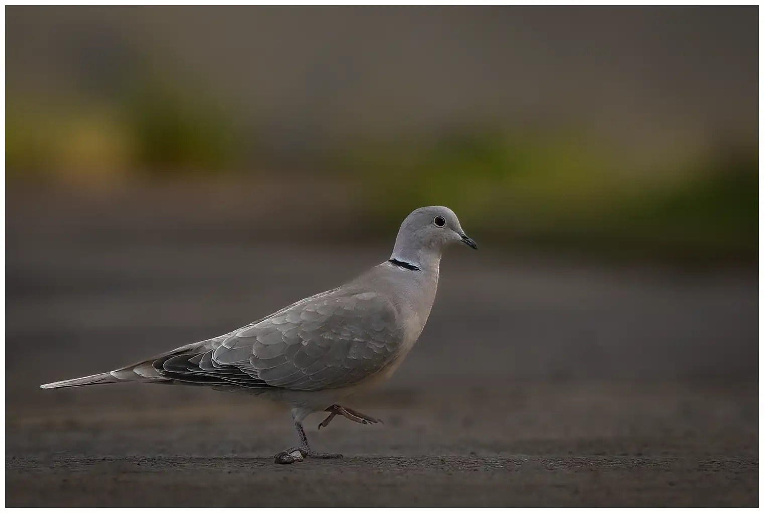 Eurasian collared dove