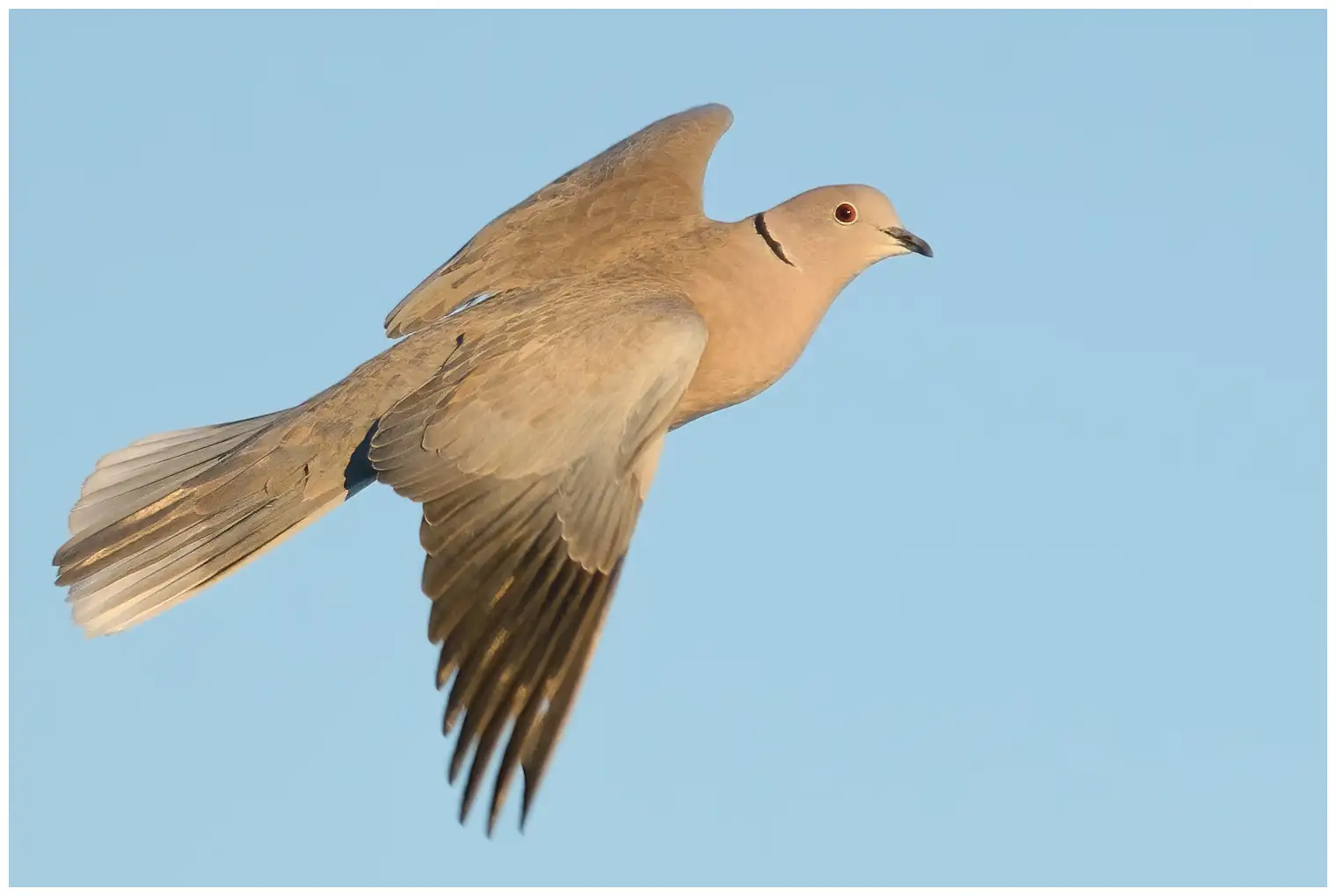 Eurasian collared dove