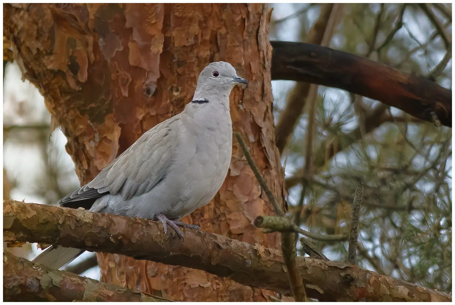 Eurasian collared dove