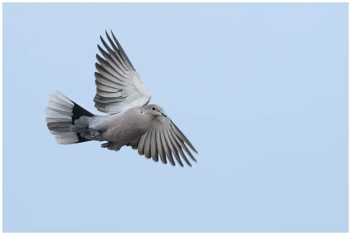 Eurasian collared dove