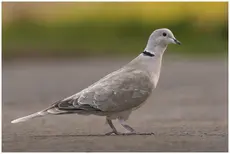 Eurasian collared dove