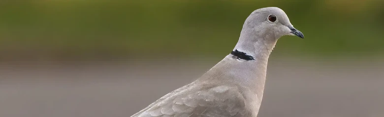 Eurasian collared dove. A smaller pigeon, but very elegant. Seen here standing on the ground. Grey bird with black neck stripe.