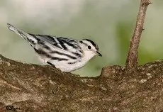 Black-and-white warbler
