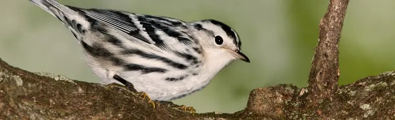 Black-and-white warbler