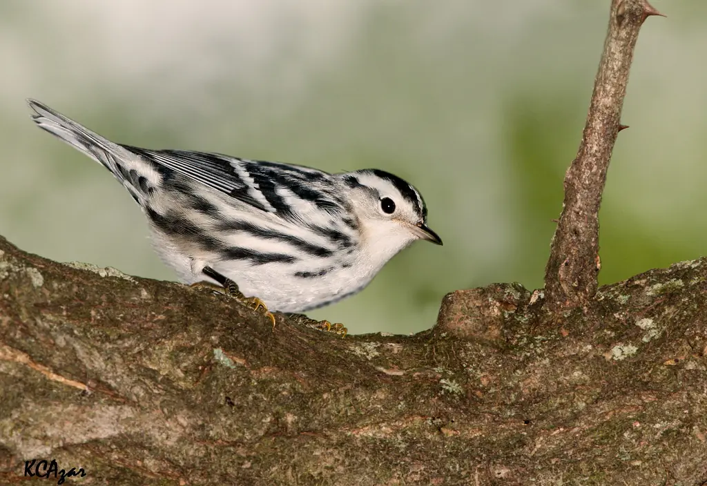 Black-and-white warbler