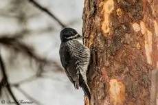 Black-backed woodpecker