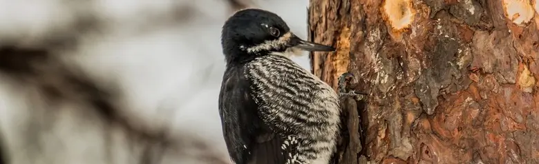 Black-backed woodpecker