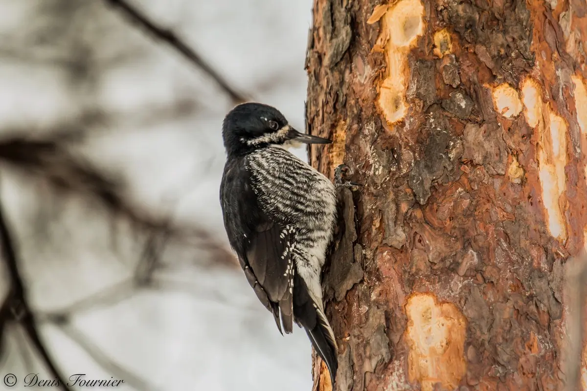Black-backed woodpecker