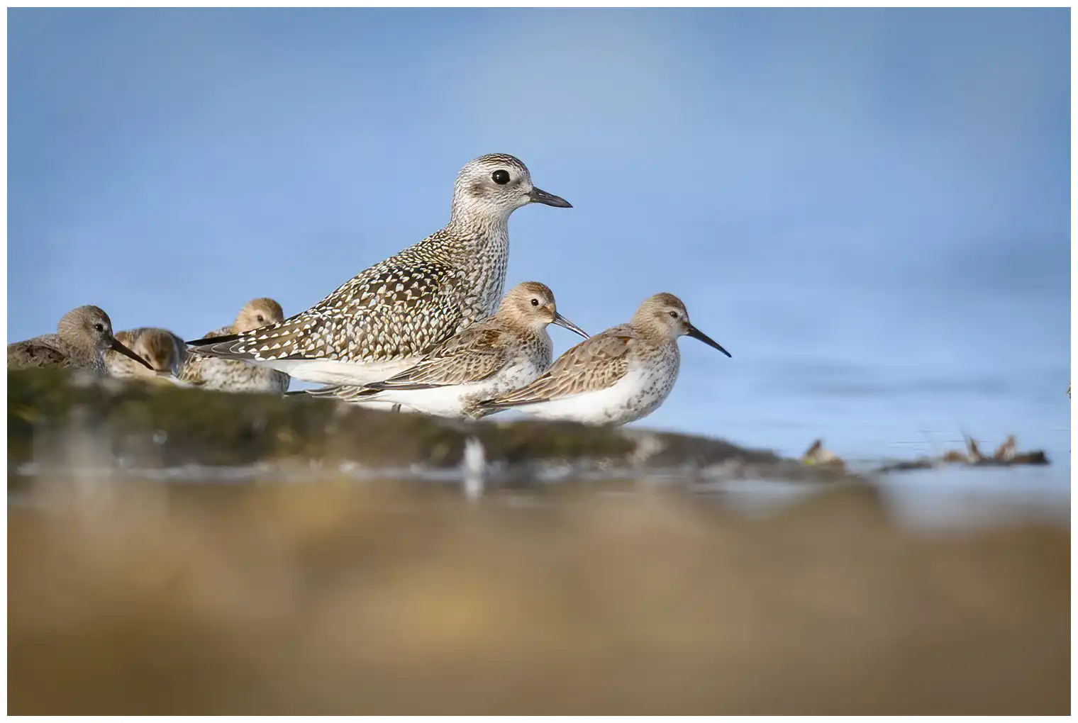 Grey Plover