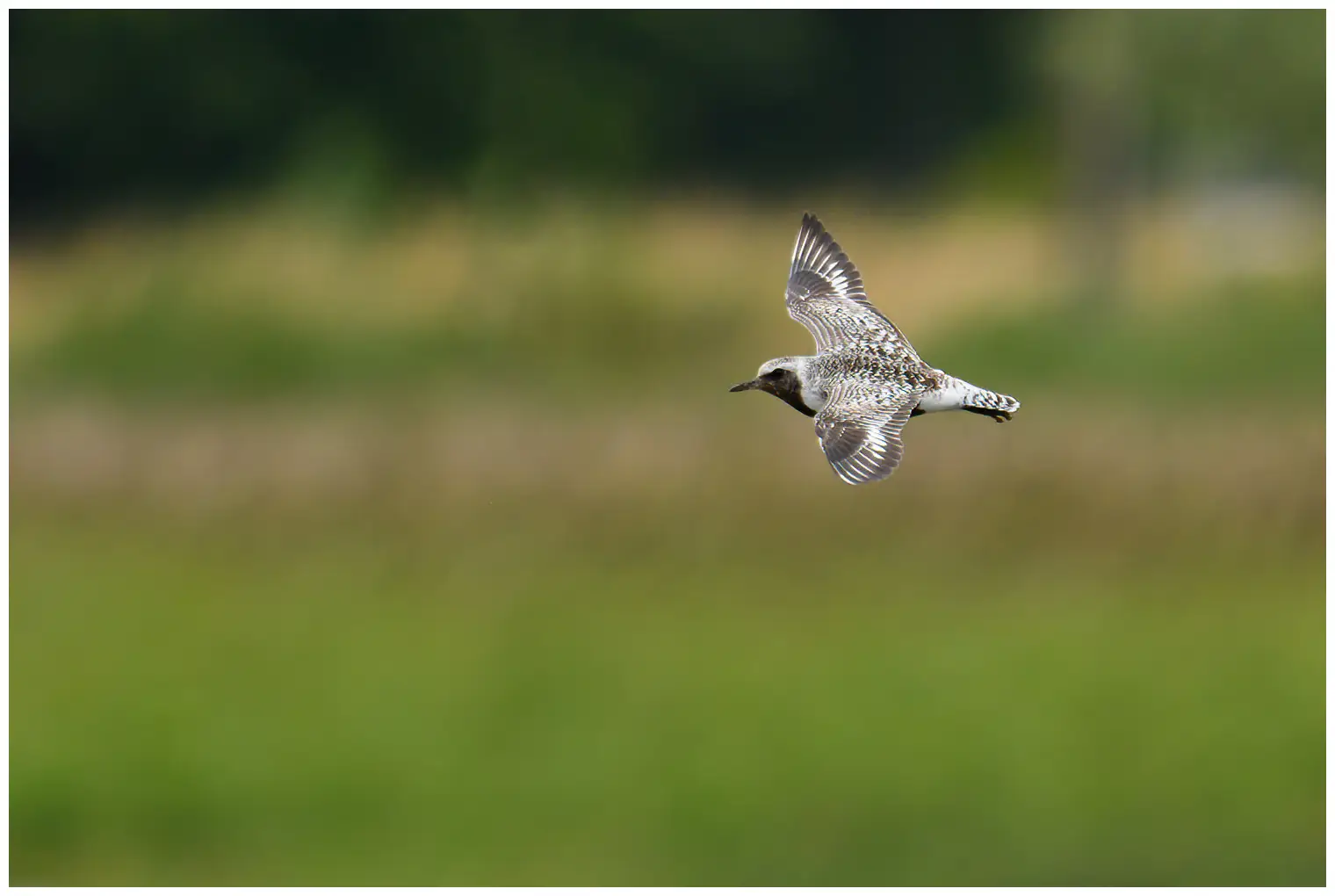 Grey Plover