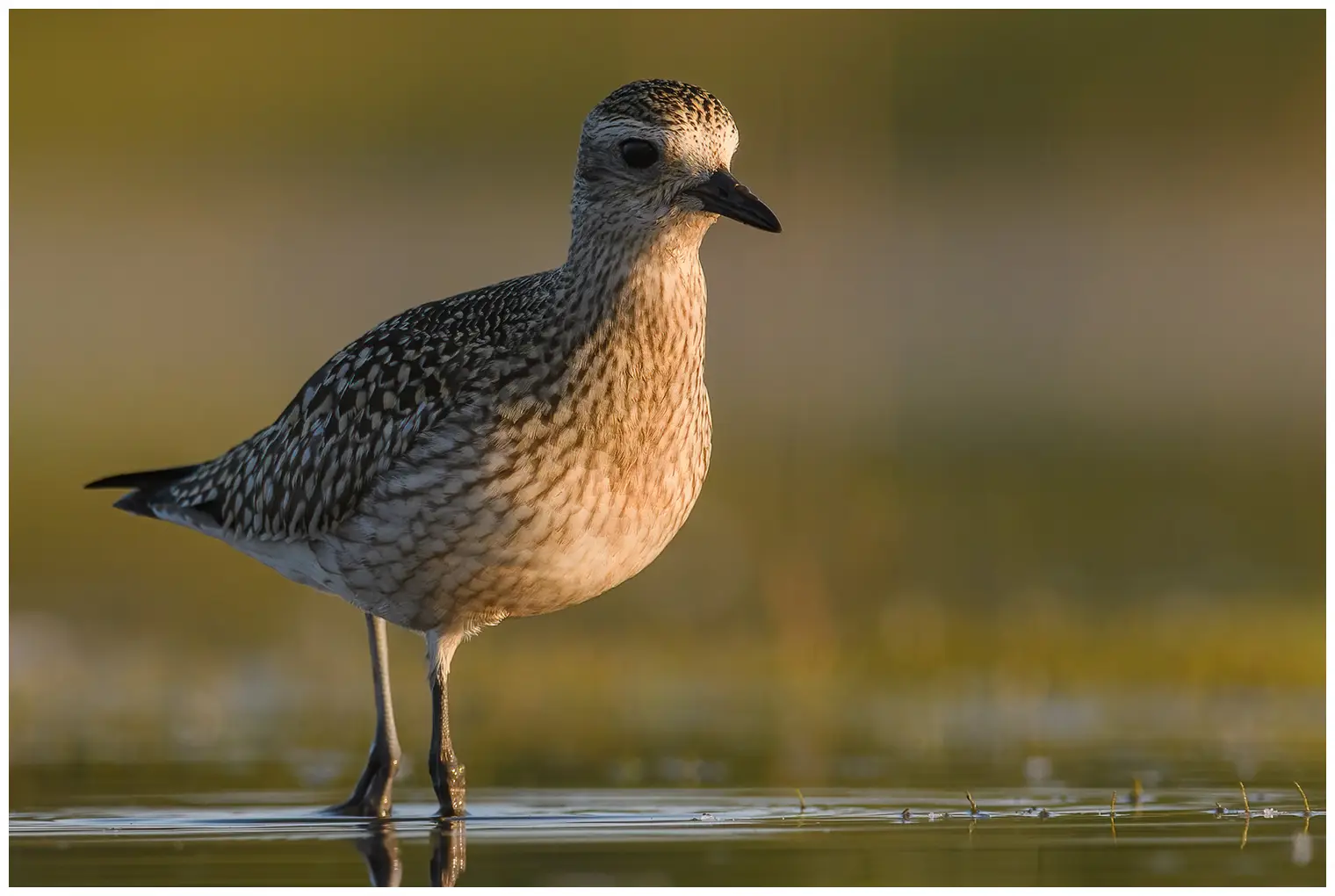 Grey Plover