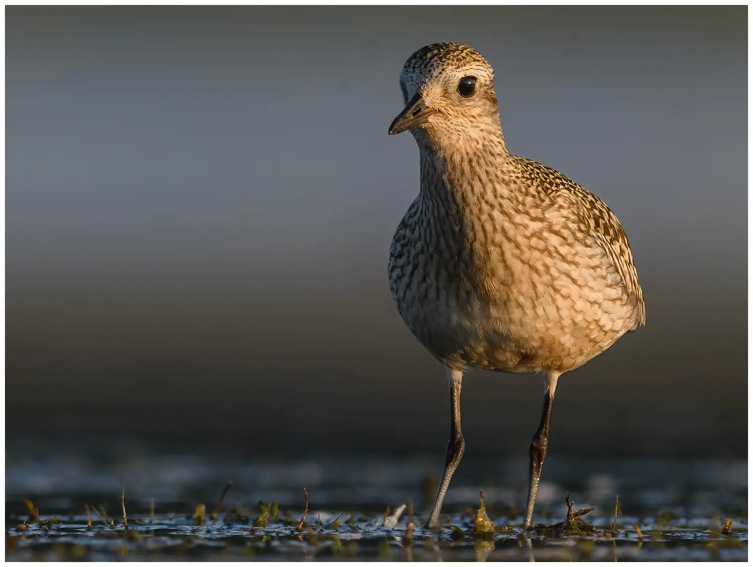 Grey Plover