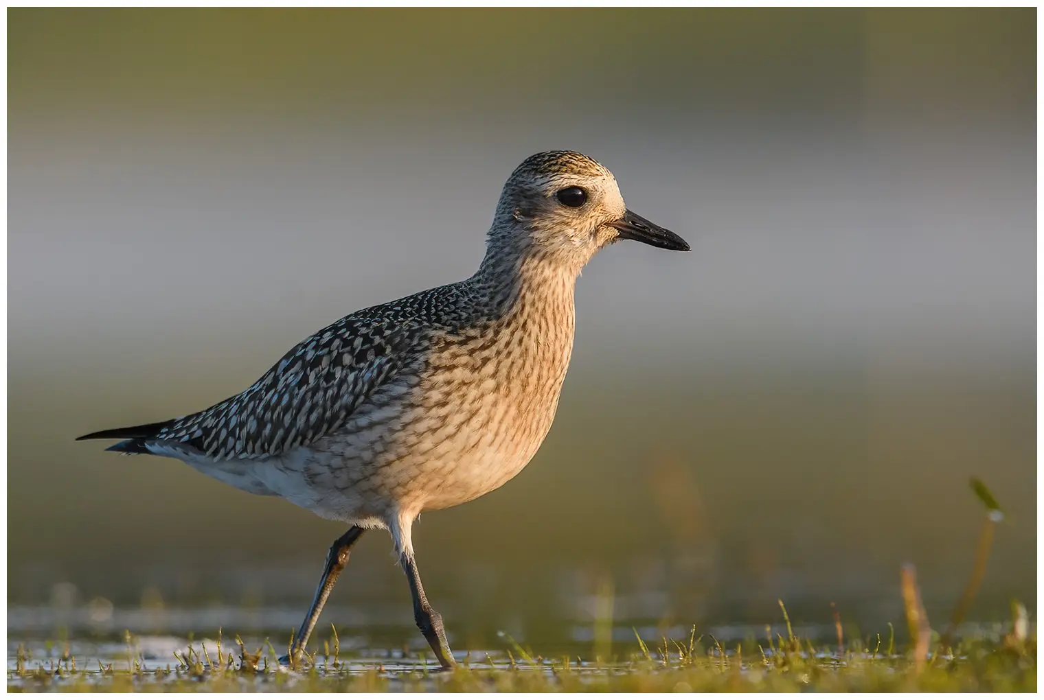 Grey Plover