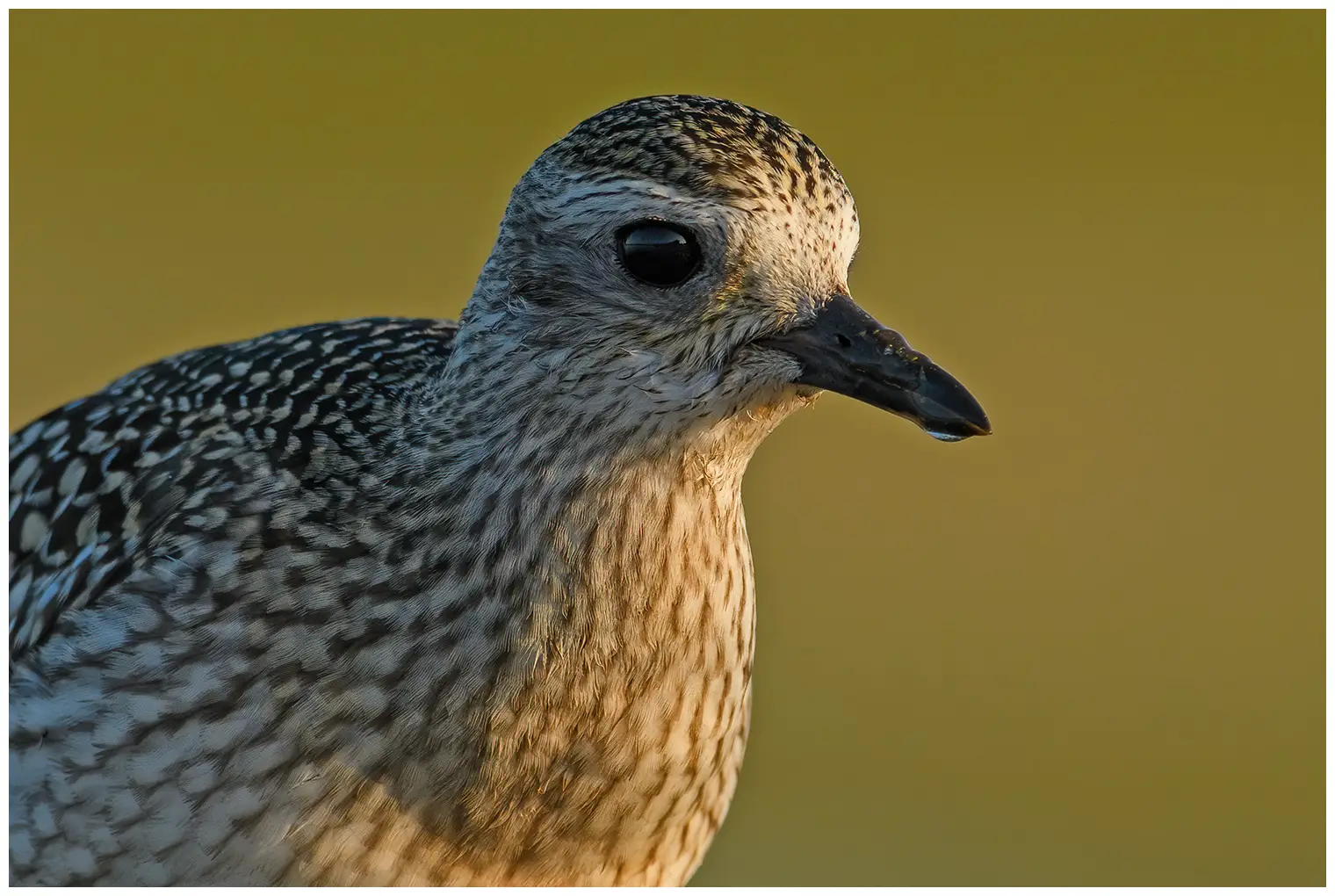 Grey Plover