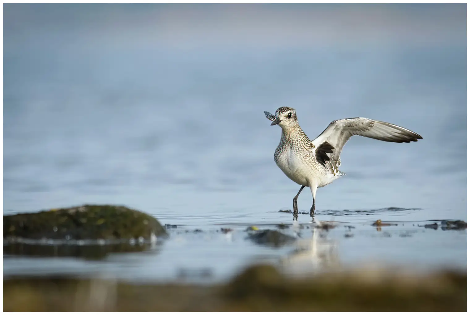 Grey Plover