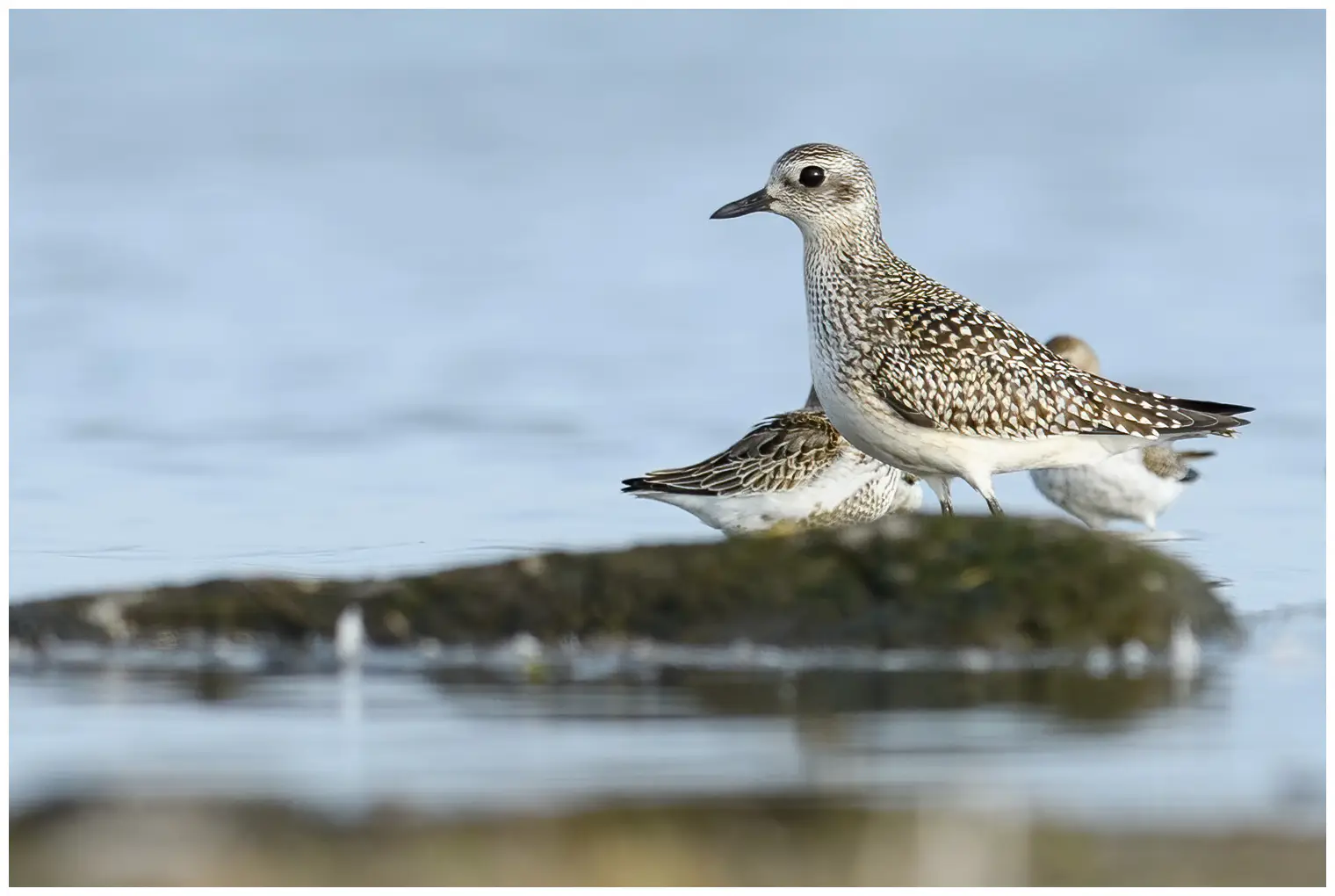 Grey Plover