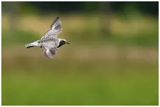 Grey Plover