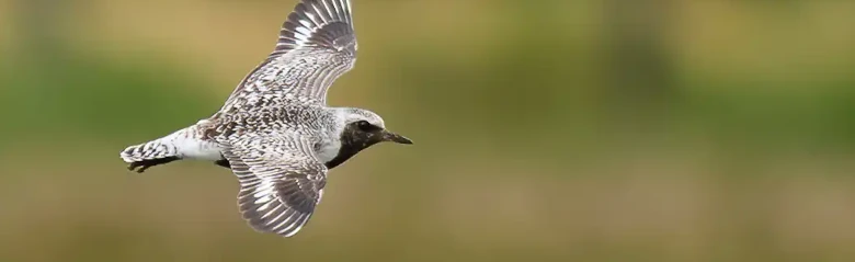 Grey Plover