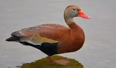 Black-bellied whistling duck