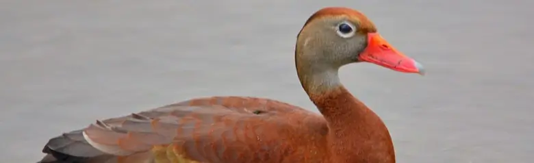 Black-bellied whistling duck
