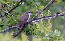 Black-billed cuckoo