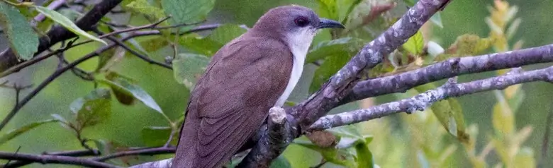 Black-billed cuckoo