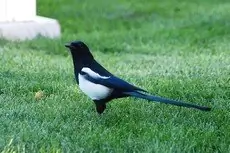 Black-billed magpie