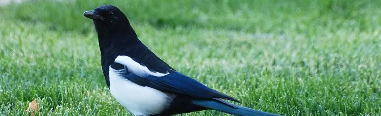 Black-billed magpie
