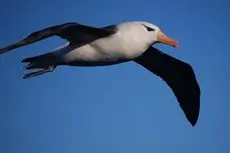 Black-browed albatross