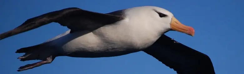 Black-browed albatross
