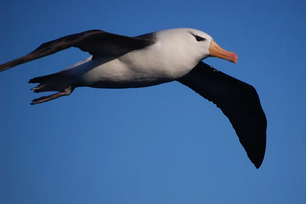 Black-browed albatross