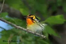 Blackburnian warbler