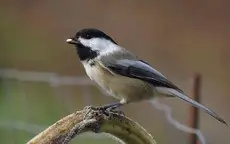 Black-capped chickadee