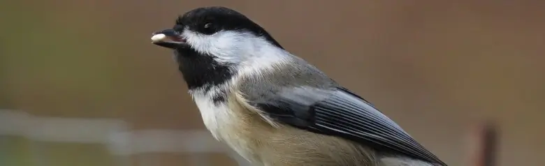 Black-capped chickadee