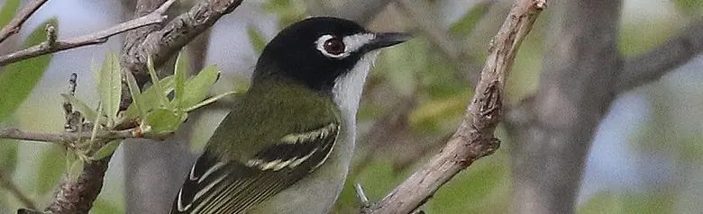 Black-capped vireo