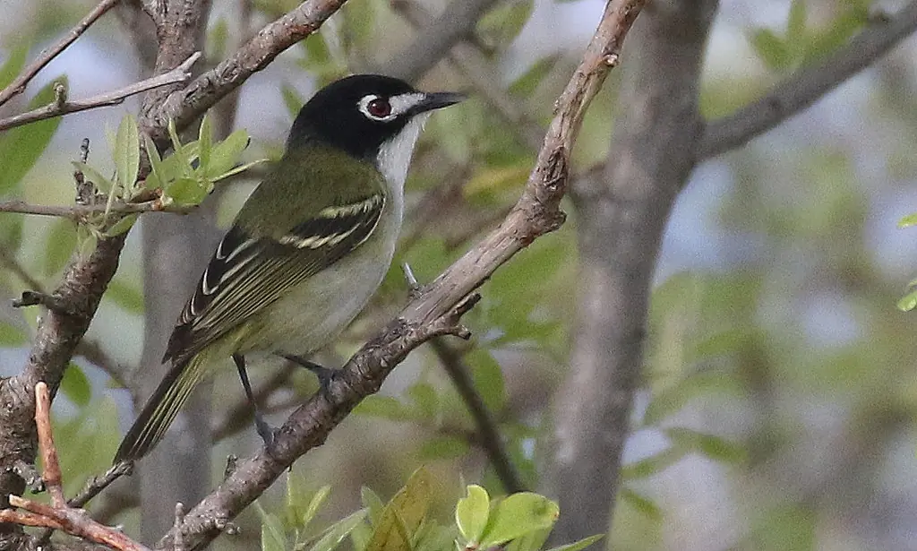 Black-capped vireo
