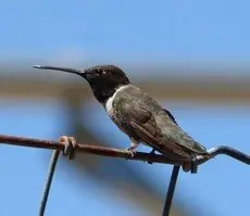 Black-chinned hummingbird