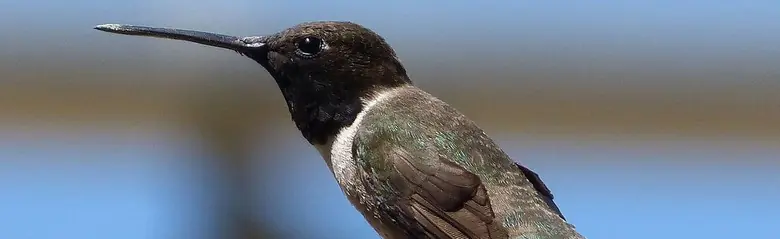 Black-chinned hummingbird