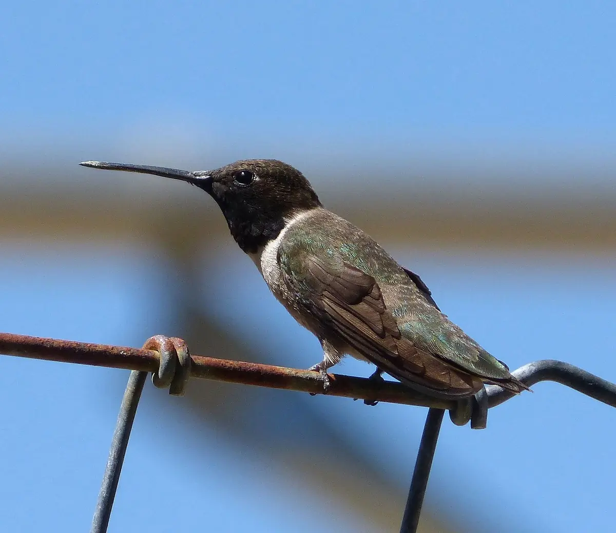 Black-chinned hummingbird