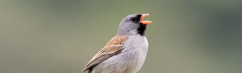 Black-chinned sparrow