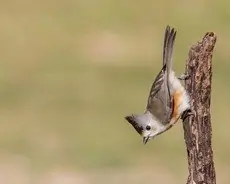Black-crested titmouse